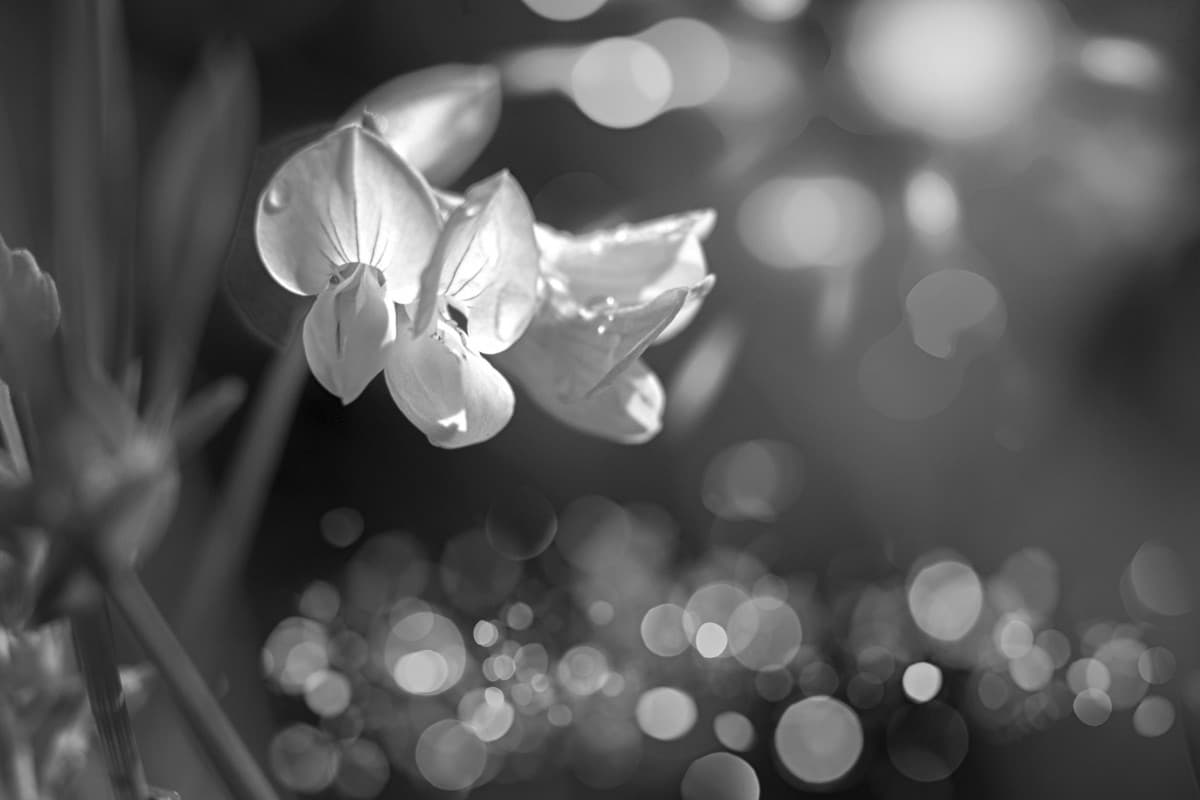 Blomst